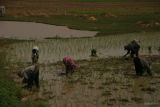 IMG_3862 Rice planting