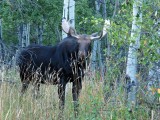 Bull moose in Cypress Hills Provincial Park, Saskatchewan