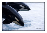 Orcas - Marineland dAntibes - 4878