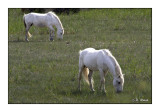 Chevaux Camargue - 8707