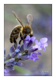 Honeybee Abeille - 0482