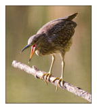 Whats the story here !?? - Heron - 1597