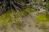 Inebolu june 2009 1873.jpg