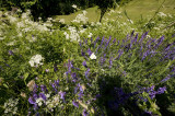 Inebolu june 2009 1909.jpg