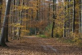 Schllbronn forest