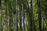 Bambus in Kyoto
