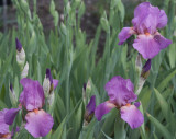 Iris