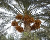 Date Palms