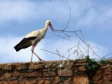 A Stork - Tunisia