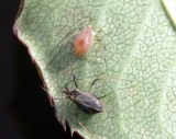 Aphids(?)