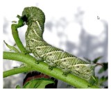 Tomato Horn Worm and Friends