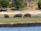 Along the Chobe River