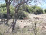 Kudu and Impala