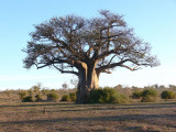 Baobob Tree