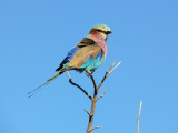 Lilac-Breasted Roller