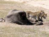 Leopards at an Elephant Carcass