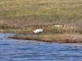 Little Egret and Friend