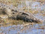 The Nile Croc Up Close