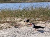 African Skimmer