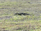 Monitor Lizard