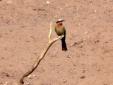 Bee Eater Up Close