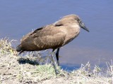 Hammerkop