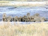 Our Only Lion Sighting.  A Pride of about 12 or 13 Lions Spotted at a Watering Hole at Sunset