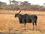 Eland