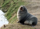 A Seal Colony Up Close and Personal Off the Coast of the Otago Peninsula