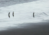 Yellow-eyed Penguins Coming Ashore After a Day of Fishing