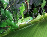 A Gecko