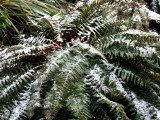 Snow on a Fern