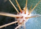 Cactus Bud Spikes