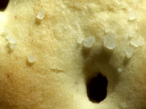 Saltine Cracker