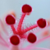 Hybiscus Stigma