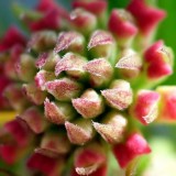 Pre-Blooming Lantana Blossum