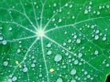 Star Burst Rain Drops