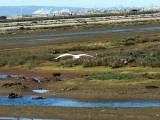  Great Egret with the Port of Long Beach in the Background