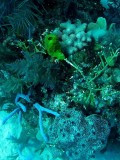 Different corals