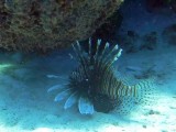 Lion Fish