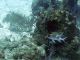 Longspine Squirrelfish