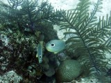 Foureye Butterflyfish