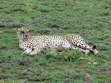 This is believed to be the oldest female cheetah in the park