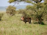Defassa Waterbuck