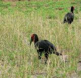 Ground Hornbill