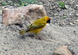 Lesser-masked Weaver