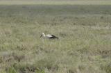 White Stork