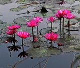 Pond Flowers