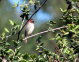 Adult Nutmeg Mannikin