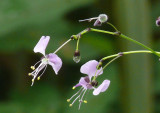 Wild-flowers.jpg